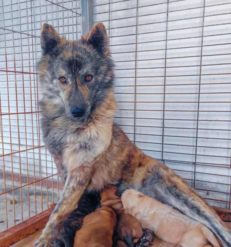 松狮遛步（了解狗狗的需要，创造健康快乐的生活环境）(图2)