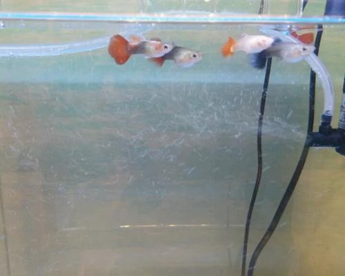 裸鼹鼠的绝招（揭秘裸鼹鼠如何应对缺氧环境的生存策略） - 悠悠酷狗网