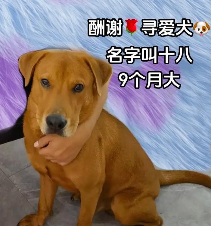 深圳拉布拉多主题地点大揭秘（探访深圳的拉布拉多天堂，尽情享受狗狗乐园） - 悠悠酷狗网