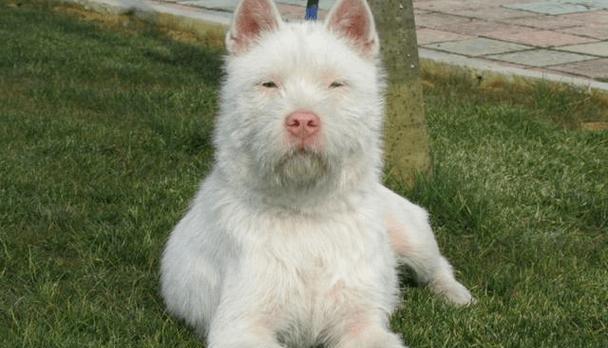 白龙古老犬种（白龙古老犬种的特点与训练技巧）(图3)