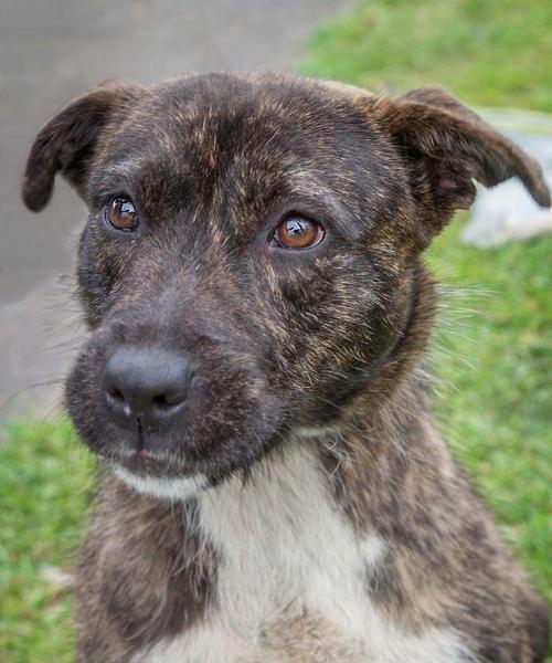 白龙古老犬种（白龙古老犬种的特点与训练技巧） - 悠悠酷狗网