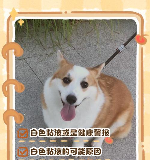 狗狗不吃饭呕吐泡沫状粘液，原因及处理方法 - 悠悠酷狗网