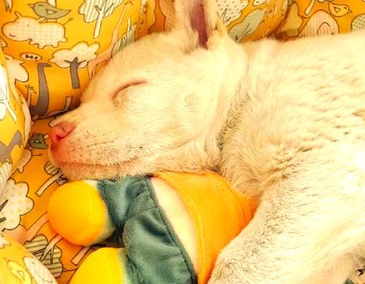 白龙古老犬种（白龙古老犬种的特点与训练技巧）(图2)