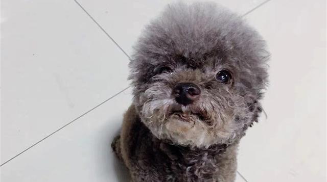 狗缺白蛋白的症状及预防措施（了解狗缺白蛋白症状的重要性，以及如何预防） - 悠悠酷狗网