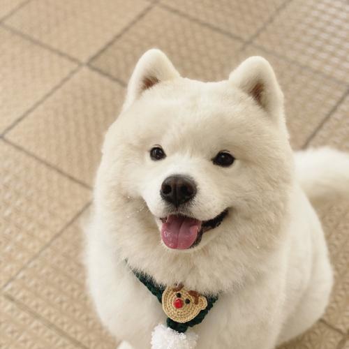 室外宠物的选择与养护（探索不同室外宠物的魅力，分享合理的养护方法）(图1)