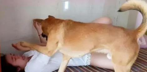 狗子宫癌症状大揭秘（了解狗子宫癌的症状及早发现关键） - 悠悠酷狗网