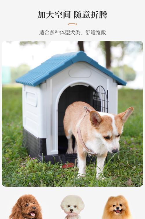 室外宠物的选择与养护（探索不同室外宠物的魅力，分享合理的养护方法）(图2)