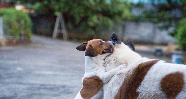 室外宠物的选择与养护（探索不同室外宠物的魅力，分享合理的养护方法）(图3)