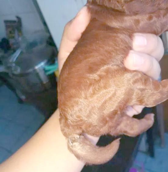 狗狗断尾（关于狗狗断尾的利弊和注意事项）(图2)