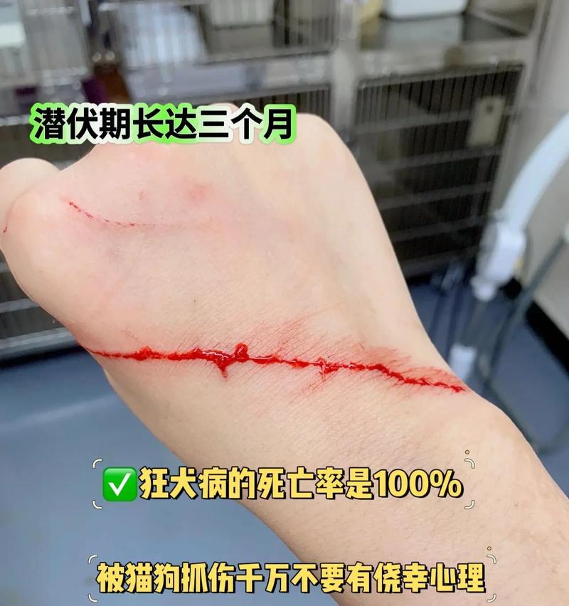 狂犬病(揭秘狂犬病对宠物寿命的影响及预防措施)(图2) 狂犬病(揭秘狂犬病对宠物寿命的影响及预防措施)(图2)