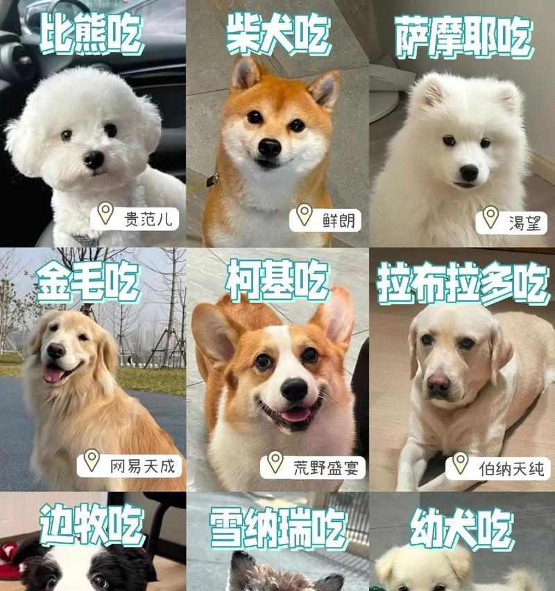 狗狗如何用不同方式与你互动（主人们别错过了，与狗狗亲密接触的各种方式） - 悠悠酷狗网