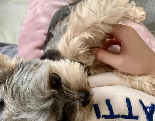 狗狗绝育手术的最佳时机（了解狗狗绝育手术的最佳年龄和时间）(图1)