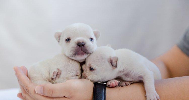 狗狗出生纸办理时间及流程详解（探寻办理狗狗出生纸的步骤、所需时间和注意事项）(图3)