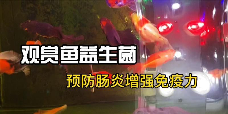 金鱼肠炎的康复时间及相关治疗方法（了解金鱼肠炎的病程及如何加速康复）(图2)