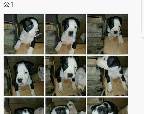 狗狗出生纸办理时间及流程详解（探寻办理狗狗出生纸的步骤、所需时间和注意事项） - 悠悠酷狗网