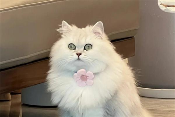 猫咪讨厌梳毛是什么原因？(图2)