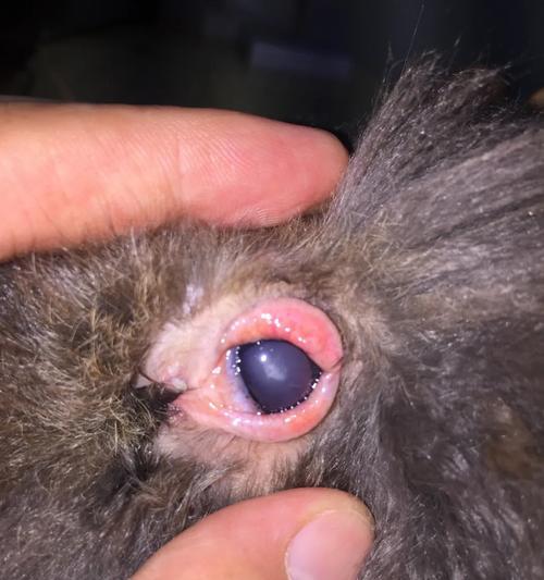 兔子眼睛发炎要多久好？（了解兔子眼睛发炎的症状、治疗和康复时间）(图2)