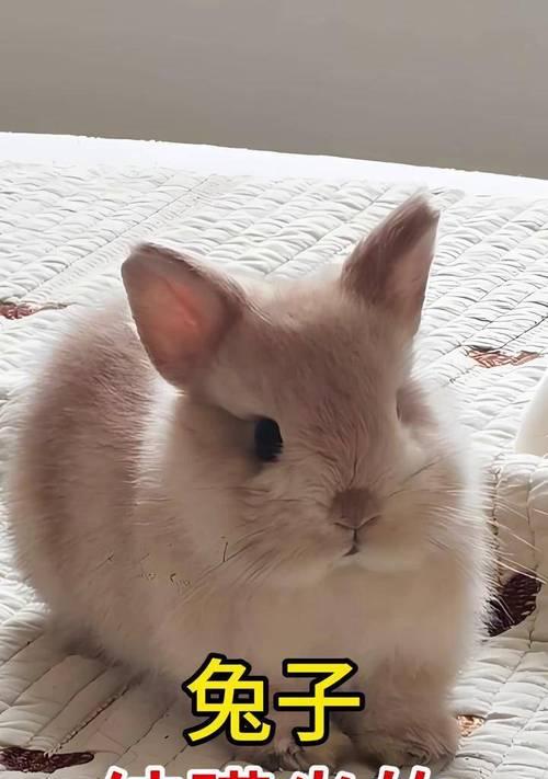 兔子眼睛发炎要多久好？（了解兔子眼睛发炎的症状、治疗和康复时间） - 悠悠酷狗网