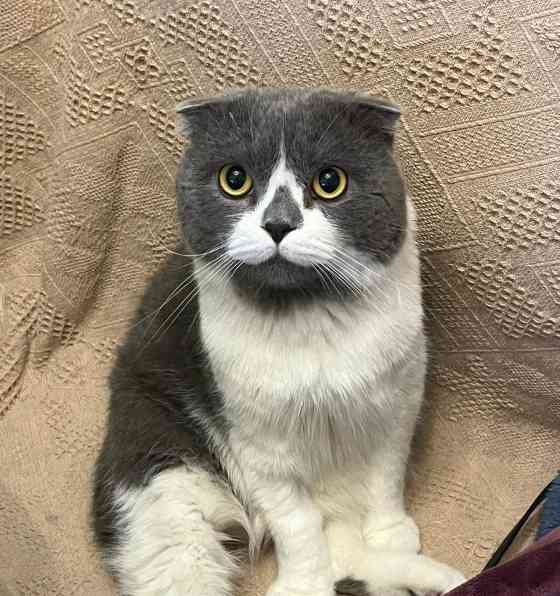 以折耳的猫有哪些品种？（探索折耳猫的多样性） - 悠悠酷狗网