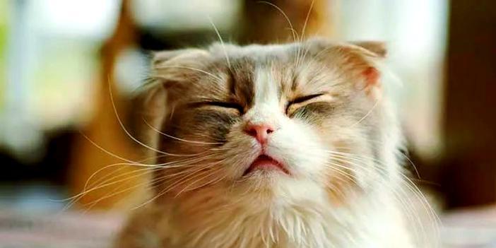 以折耳的猫有哪些品种？（探索折耳猫的多样性）(图2)