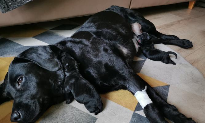 狗狗产后多久能洗澡？（宝贝狗狗产后洗澡的注意事项） - 悠悠酷狗网