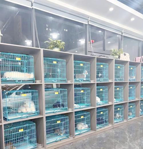 探索韩国著名犬舍的奥秘（揭开韩国犬舍的神秘面纱，了解养犬文化） - 悠悠酷狗网