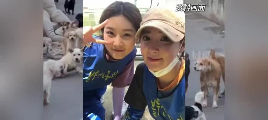 探索韩国著名犬舍的奥秘（揭开韩国犬舍的神秘面纱，了解养犬文化）(图3)