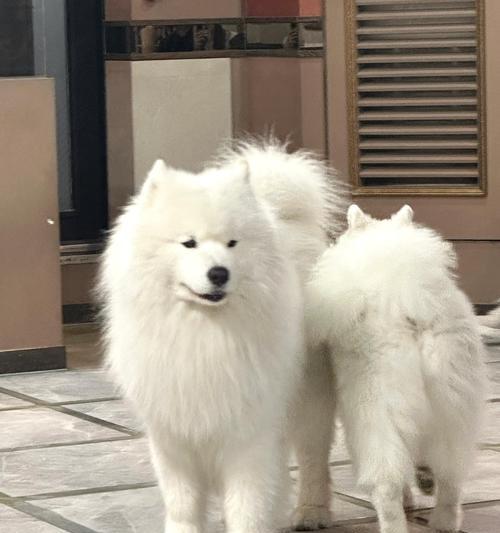 探索韩国著名犬舍的奥秘（揭开韩国犬舍的神秘面纱，了解养犬文化）(图2)