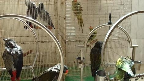 虎皮鹦鹉的养殖技术与方法（打造舒适的家园，呵护可爱的小鸟） - 悠悠酷狗网