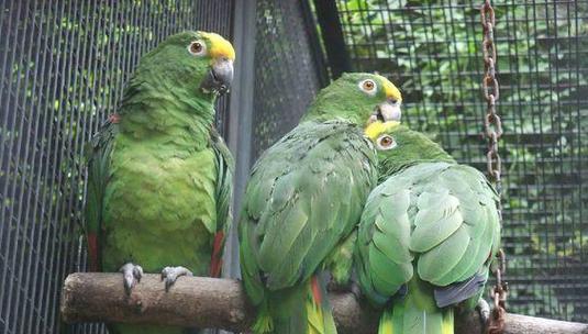 虎皮鹦鹉的养殖技术与方法（打造舒适的家园，呵护可爱的小鸟）(图3)