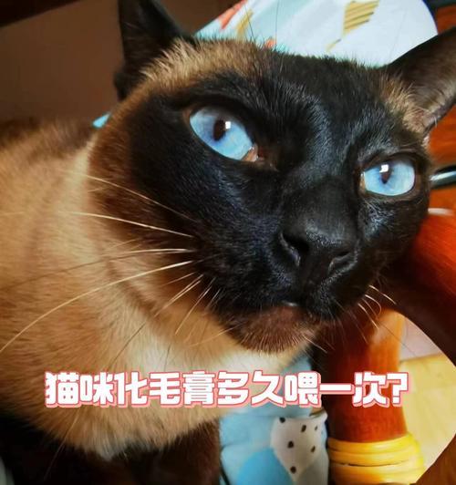 红剑喂养频率的科学之道（红剑喂养频率如何科学合理？多久喂一次最适宜？）(图2)