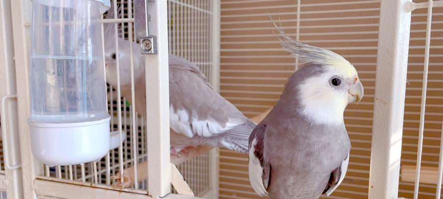 虎皮鹦鹉的养殖技术与方法（打造舒适的家园，呵护可爱的小鸟）(图2)