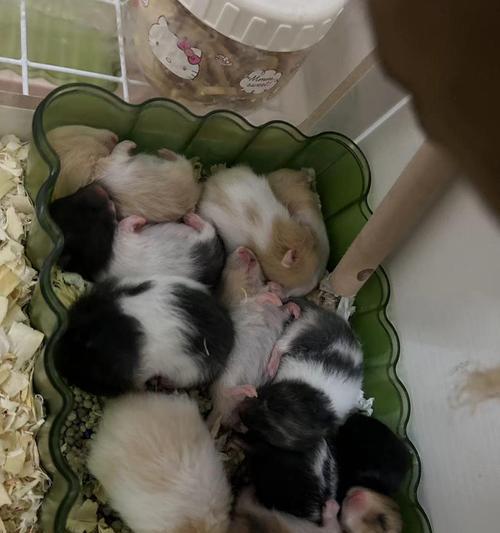 母仓鼠的怀孕症状及注意事项（母仓鼠怀孕周期、身体变化与健康护理） - 悠悠酷狗网