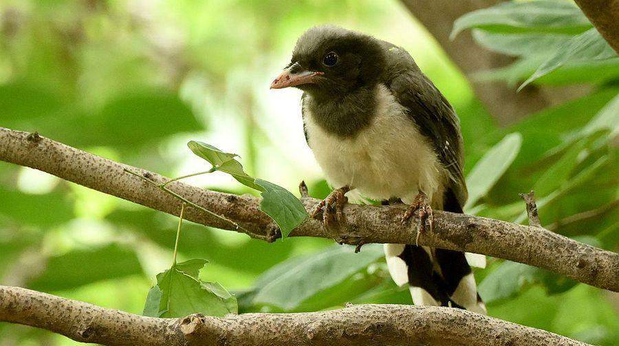 红剑喂养频率的科学之道（红剑喂养频率如何科学合理？多久喂一次最适宜？） - 悠悠酷狗网