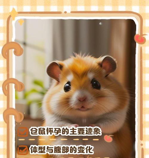 母仓鼠的怀孕症状及注意事项（母仓鼠怀孕周期、身体变化与健康护理）(图2)