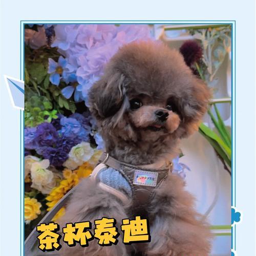 泰迪犬的配种知识——让你的宠物健康繁衍（掌握正确的配种时机，给泰迪犬带来健康后代）(图2)