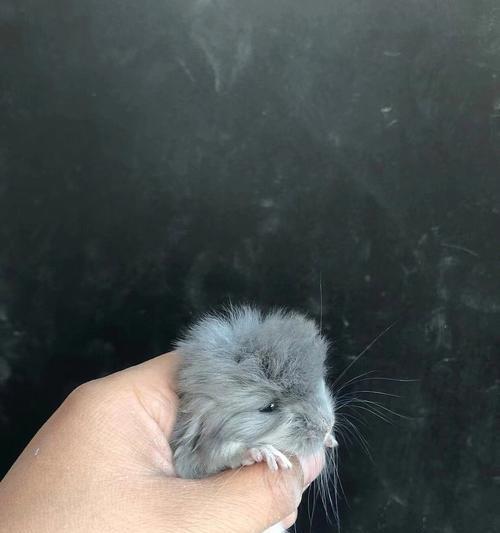 新生龙猫何时睁眼？（探究龙猫的眼睛发育过程及关键因素）(图2)