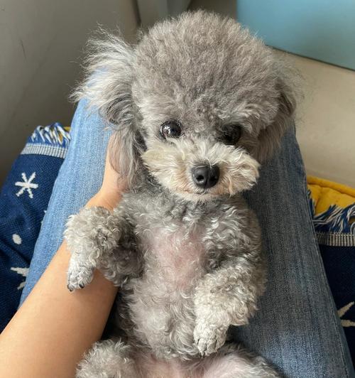 泰迪犬的配种知识——让你的宠物健康繁衍（掌握正确的配种时机，给泰迪犬带来健康后代 - 悠悠酷狗网