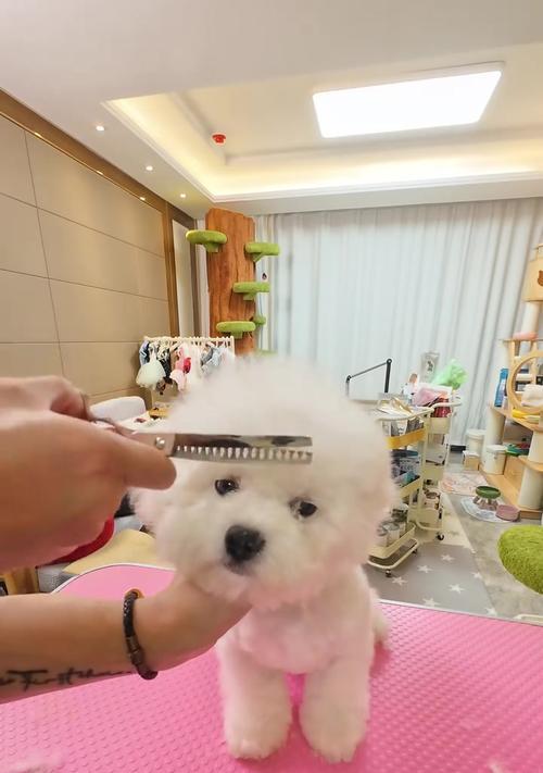 比熊三个月后可以洗澡吗?(探讨比熊宝宝洗澡的最佳时机和注意事项)(图2) 比熊三个月后可以洗澡吗?(探讨比熊宝宝洗澡的最佳时机和注意事项)(图2)