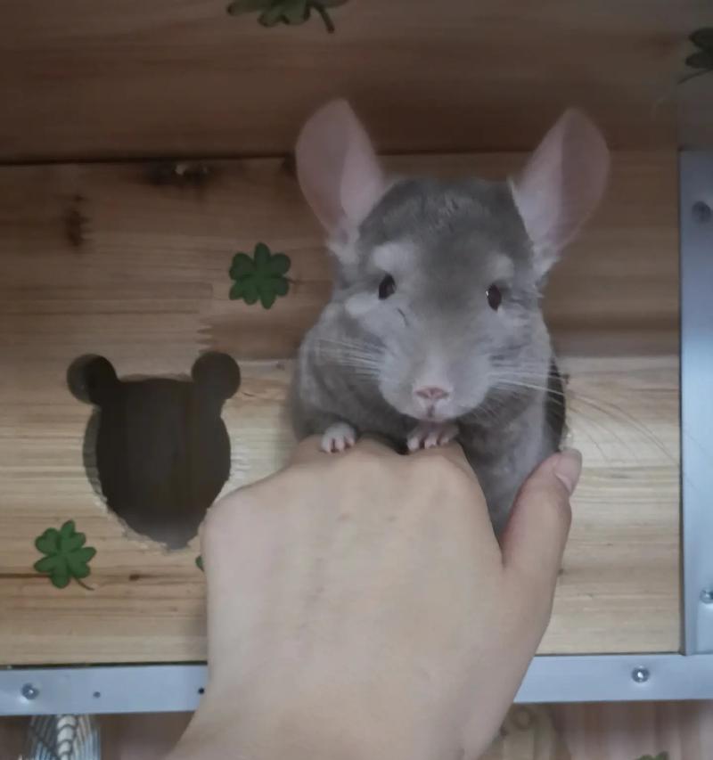 新生龙猫何时睁眼？（探究龙猫的眼睛发育过程及关键因素） - 悠悠酷狗网