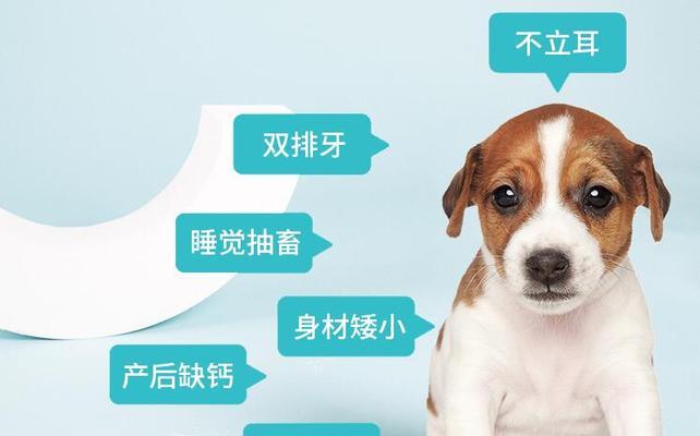 如何辨别新生小狗的性别（简单技巧帮你分辨母狗和公狗）(图3)