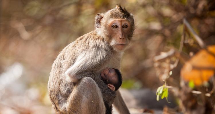 宠物猴子的种类及饲养要点（了解不同种类的宠物猴子，打造合适的养殖环境）(图3)