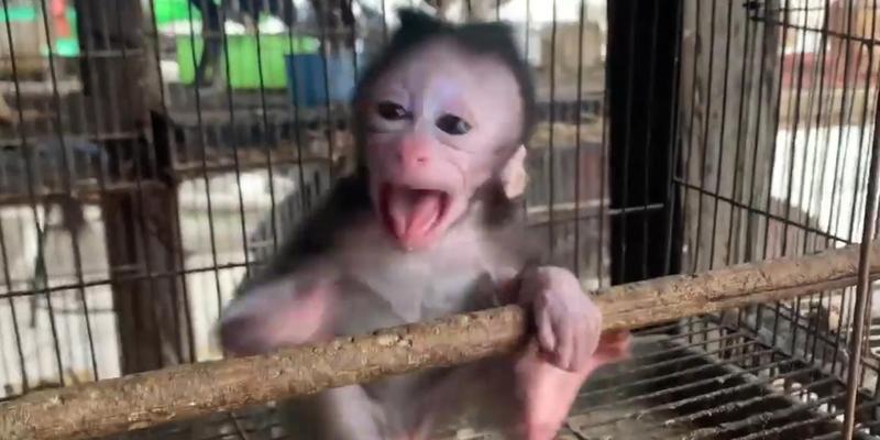 宠物猴子的种类及饲养要点（了解不同种类的宠物猴子，打造合适的养殖环境） - 悠悠酷狗网