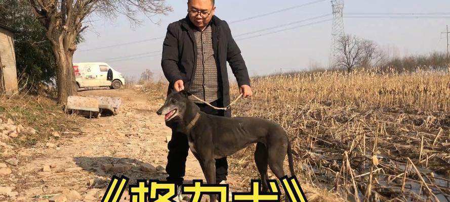 灵缇犬（不可思议的速度与温柔性格的完美结合，灵缇犬让你惊叹！）(图2)