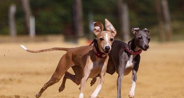 灵缇犬（不可思议的速度与温柔性格的完美结合，灵缇犬让你惊叹！） - 悠悠酷狗网