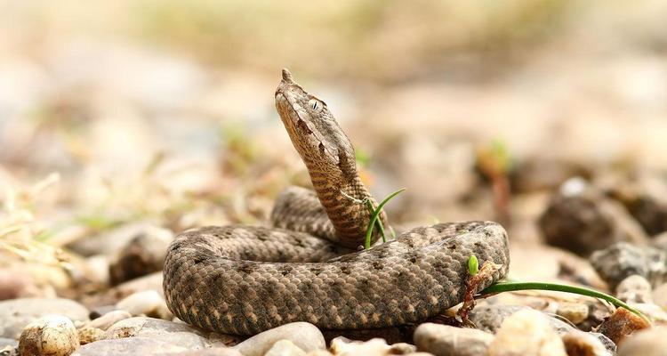 角蝰——一种神秘的蛇类动物（探索角蝰的外貌特征、习性和分布区 - 悠悠酷狗网