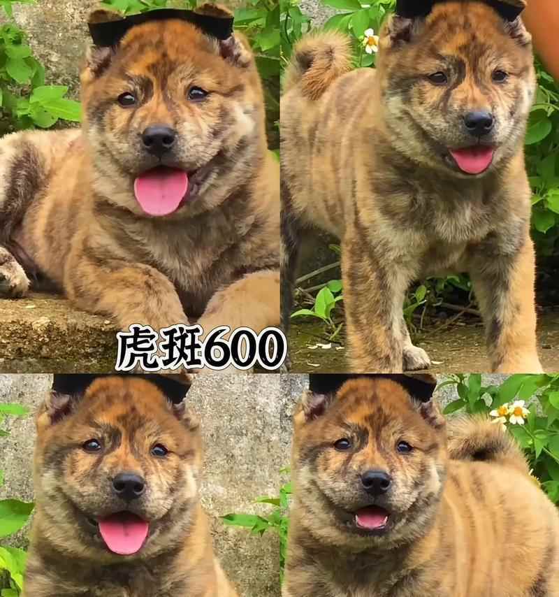 选择宠物的繁殖特性（从繁殖特性考虑，了解哪些宠物适合繁殖）(图3)