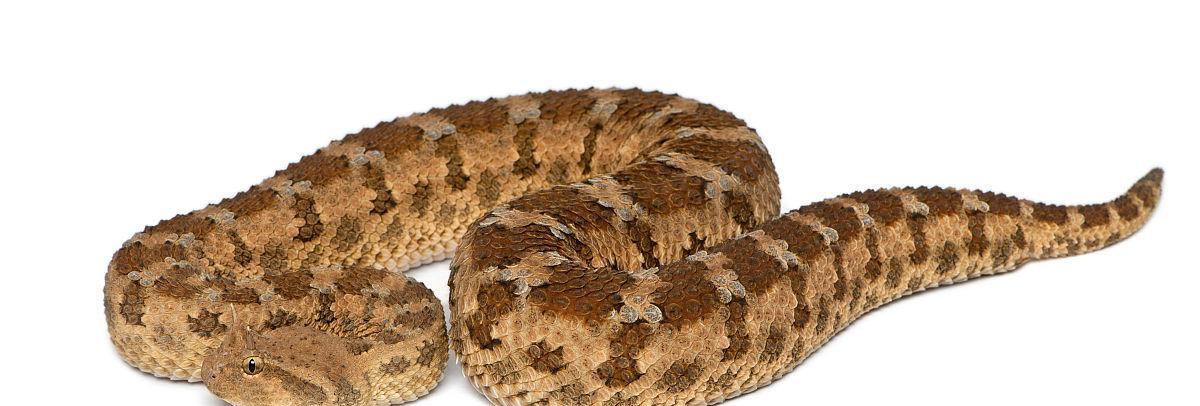 角蝰——一种神秘的蛇类动物（探索角蝰的外貌特征、习性和分布区域）(图2)