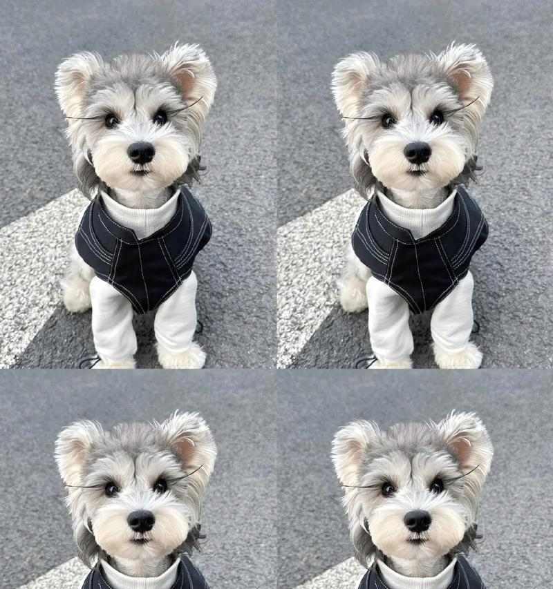 探寻小老头纯种雪纳瑞的多彩色彩（最适合你的雪纳瑞颜色是哪一种？）(图2)