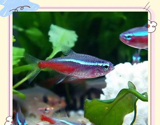 温和的灯科鱼品种及养殖要点（选择温和的灯科鱼品种，享受宁静养鱼之乐）(图2)